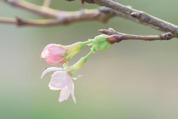 樱花有什么花语，代表只爱你、纯洁美好、绚烂多彩