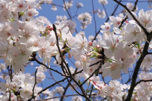 樱花有什么花语，代表只爱你、纯洁美好、绚烂多彩