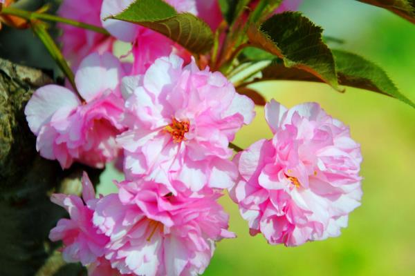 樱花有什么花语，代表只爱你、纯洁美好、绚烂多彩