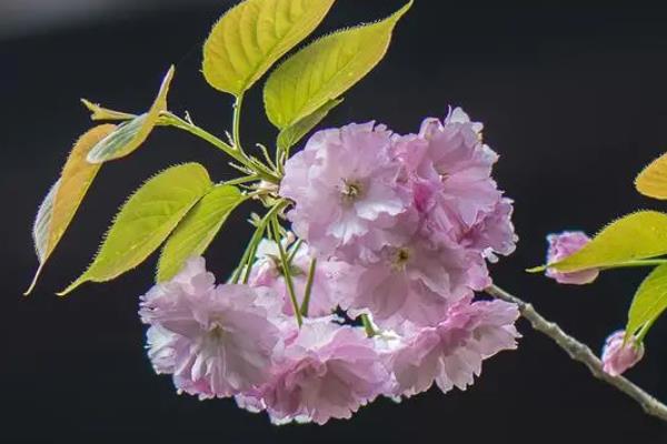 樱花有什么花语，代表只爱你、纯洁美好、绚烂多彩