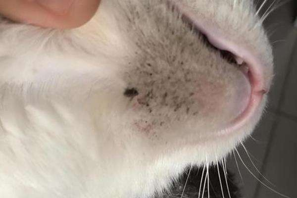 猫咪黑下巴用什么药，可以用红霉素软膏
