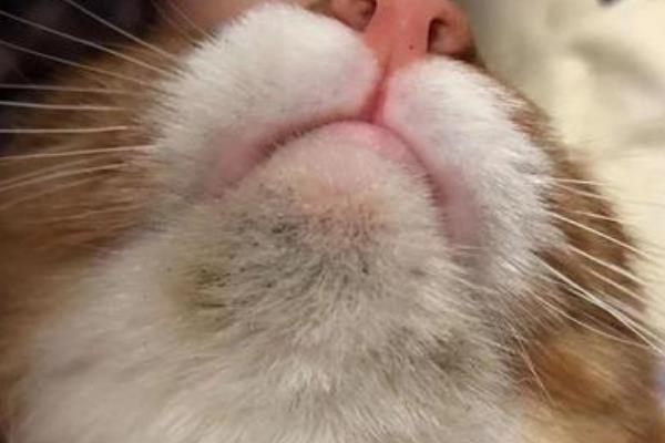 猫咪黑下巴用什么药，可以用红霉素软膏