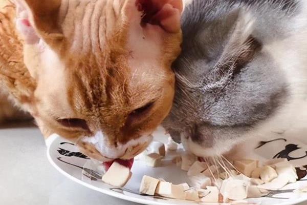 猫咪黑下巴用什么药，可以用红霉素软膏
