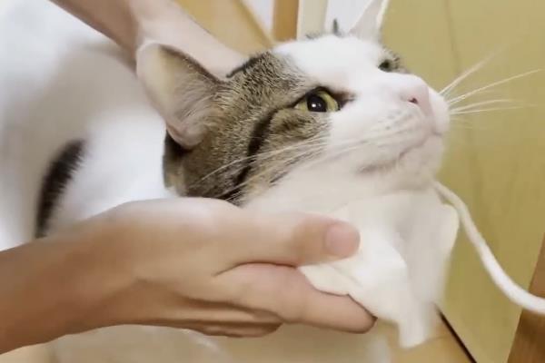 猫咪黑下巴用什么药，可以用红霉素软膏