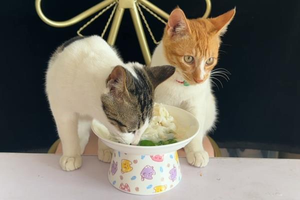 猫咪黑下巴用什么药，可以用红霉素软膏