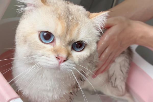 猫咪黑下巴用什么药，可以用红霉素软膏