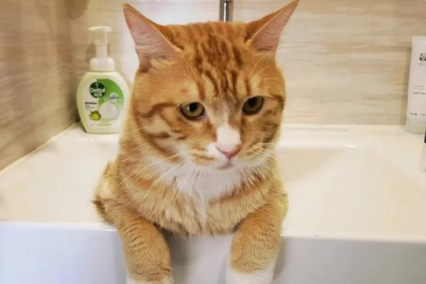 猫咪黑下巴用什么药，可以用红霉素软膏