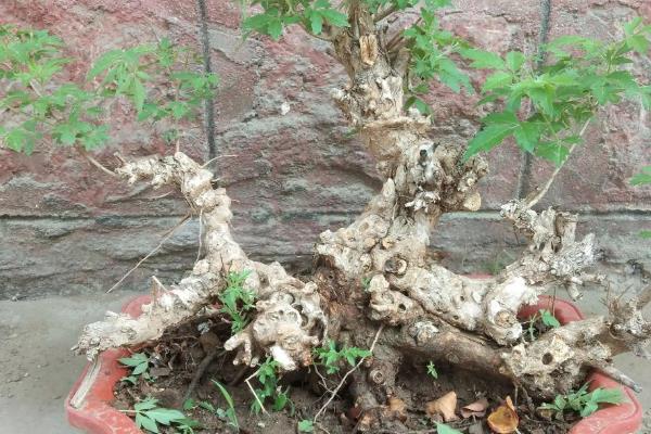 黄荆老桩的栽培技术，适宜生长温度为20-28℃