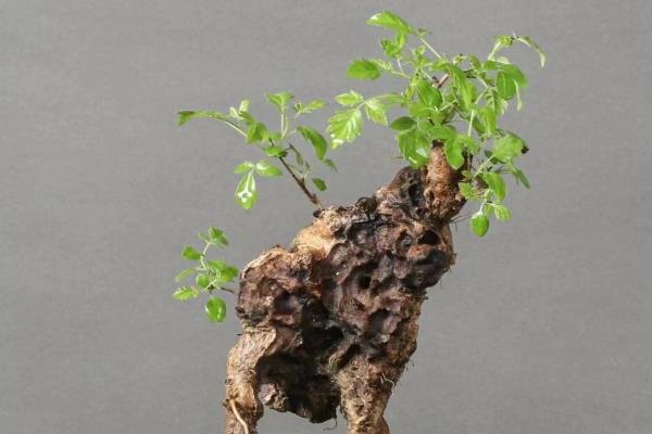 黄荆老桩的栽培技术，适宜生长温度为20-28℃