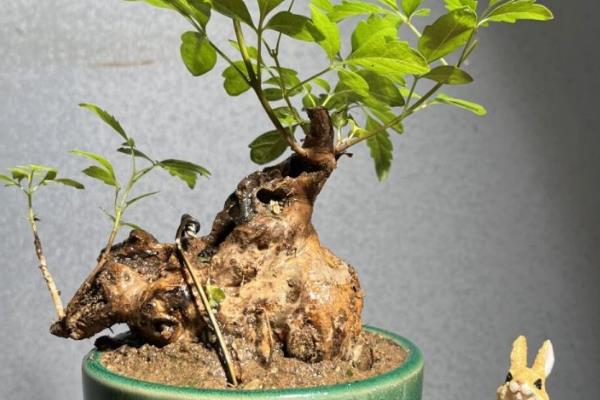 黄荆老桩的栽培技术，适宜生长温度为20-28℃