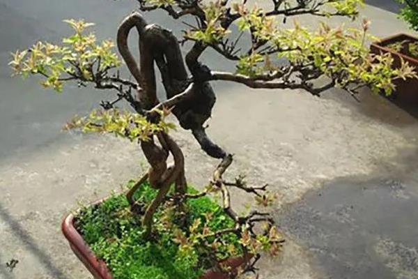 黄荆老桩的栽培技术，适宜生长温度为20-28℃