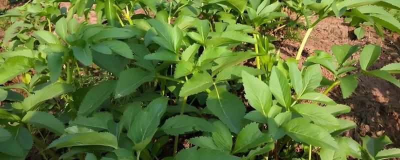 白芷高产种植方法，间苗中耕后都要追肥