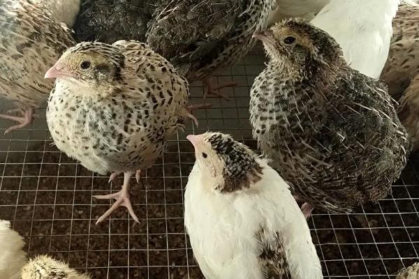 鹌鹑可以长到什么程度，成年后重量可达到60-110克左右