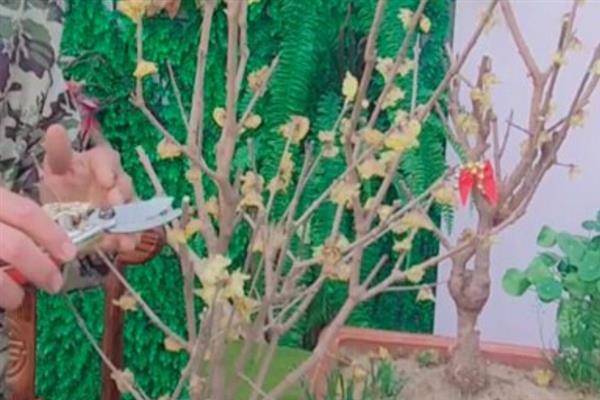腊梅鲜花的养殖方法，每隔3天换一次水