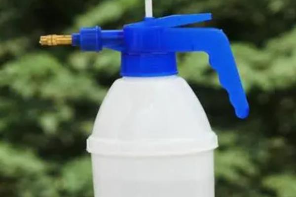 腊梅鲜花的养殖方法，每隔3天换一次水