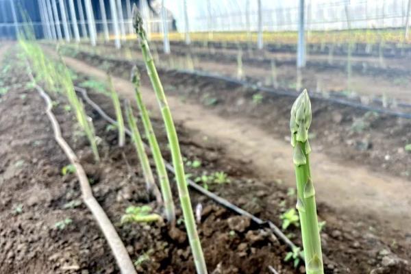 芦笋适合在哪些地方种植，适合在山东、江苏徐州、山东菏泽等地种植