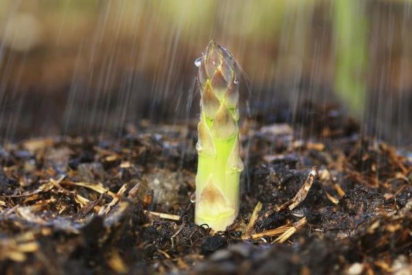 芦笋适合在哪些地方种植，适合在山东、江苏徐州、山东菏泽等地种植
