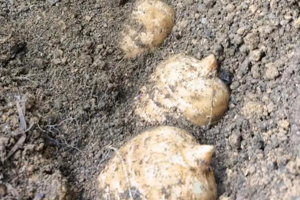 消灭农作物害虫的方法，可以用草把灭虫或清园灭虫