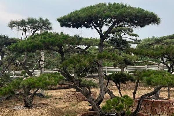 油松有哪些寓意，代表长寿、坚贞、守候