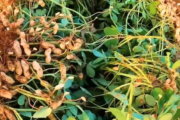 南方何时种植花生，华南地区一般在2月下旬至3月上旬进行