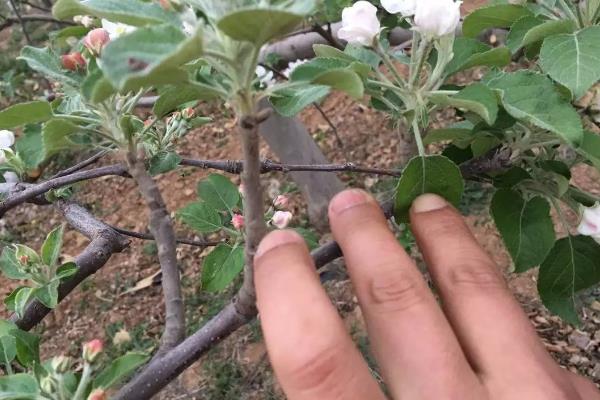 消灭农作物害虫的方法，可以用草把灭虫或清园灭虫