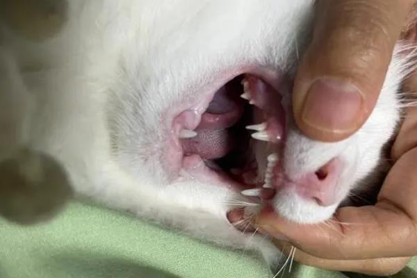 猫换牙期间的注意事项，需给它提供容易咀嚼的食物