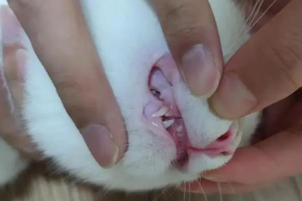 猫换牙期间的注意事项，需给它提供容易咀嚼的食物