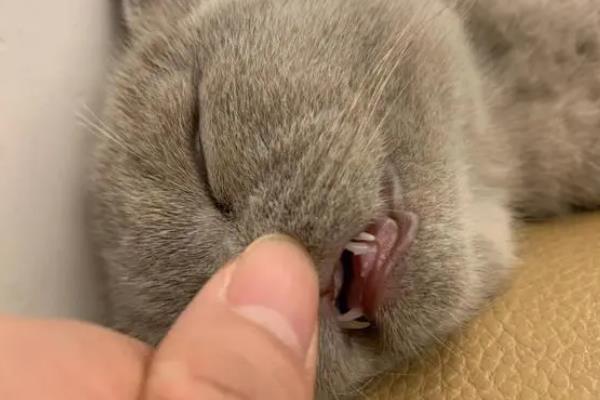 猫换牙期间的注意事项，需给它提供容易咀嚼的食物
