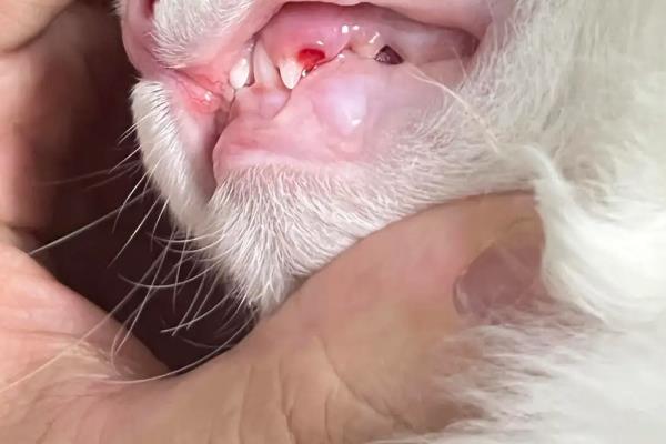 猫换牙期间的注意事项，需给它提供容易咀嚼的食物