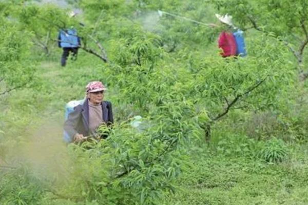 桃树黄叶的原因及防治方法，可能是得了黄化病