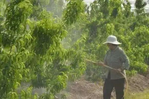 桃树黄叶的原因及防治方法，可能是得了黄化病