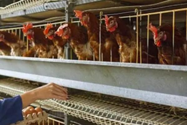 集约养殖业包含哪些，猪、牛、鸡等畜禽的规范化饲养均包括在内
