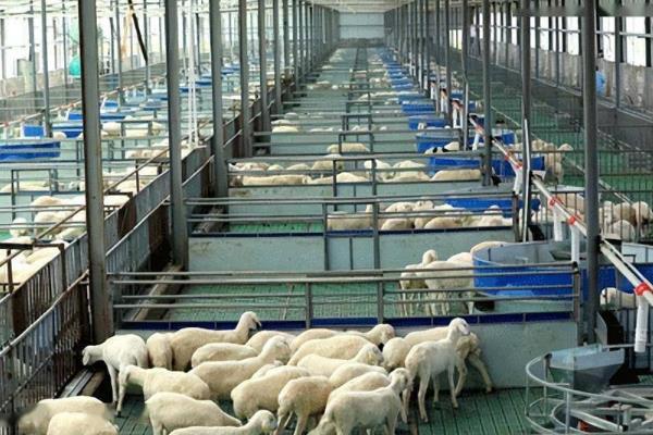集约养殖业包含哪些，猪、牛、鸡等畜禽的规范化饲养均包括在内