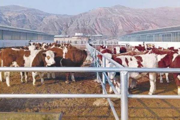 集约养殖业包含哪些，猪、牛、鸡等畜禽的规范化饲养均包括在内