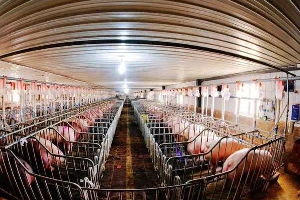集约养殖业包含哪些，猪、牛、鸡等畜禽的规范化饲养均包括在内