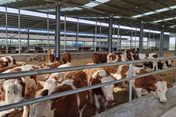 集约养殖业包含哪些，猪、牛、鸡等畜禽的规范化饲养均包括在内