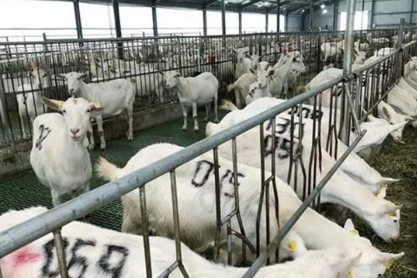 集约养殖业包含哪些，猪、牛、鸡等畜禽的规范化饲养均包括在内