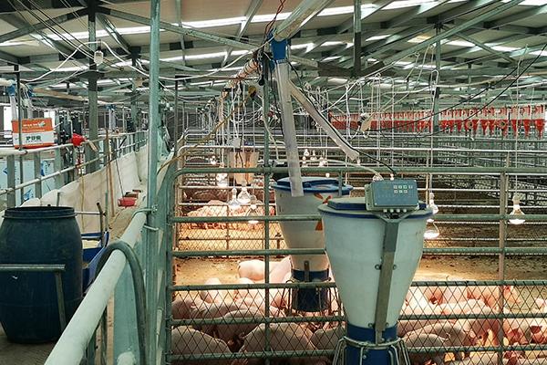 集约养殖业包含哪些，猪、牛、鸡等畜禽的规范化饲养均包括在内