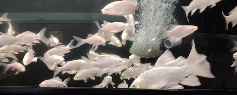 蝴蝶鲤的尾巴为什么充血发红，可能是长期未换水、出现伤口、环境不佳等原因造成