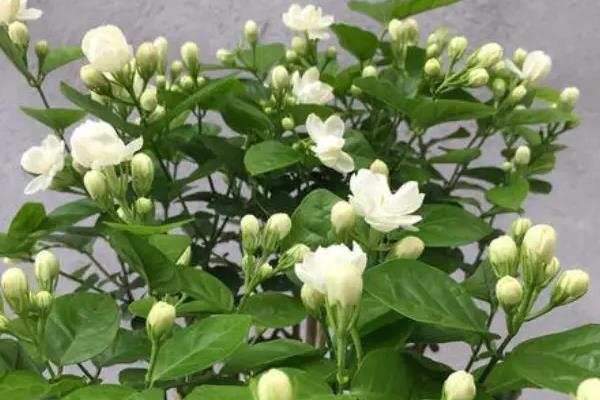 代表夏天的花卉，荷花最具代表性