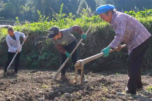 油菜僵苗怎么办，采取的措施因发生原因而异