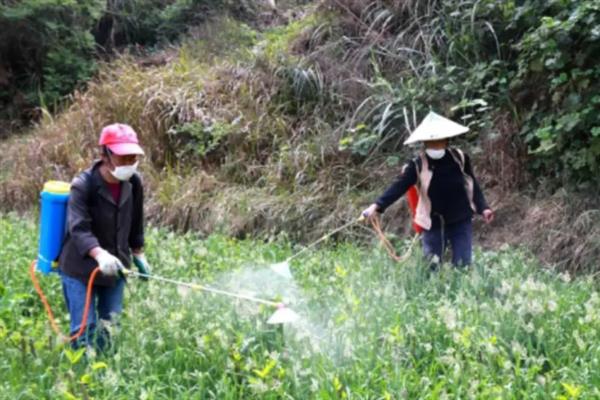 油菜僵苗怎么办，采取的措施因发生原因而异