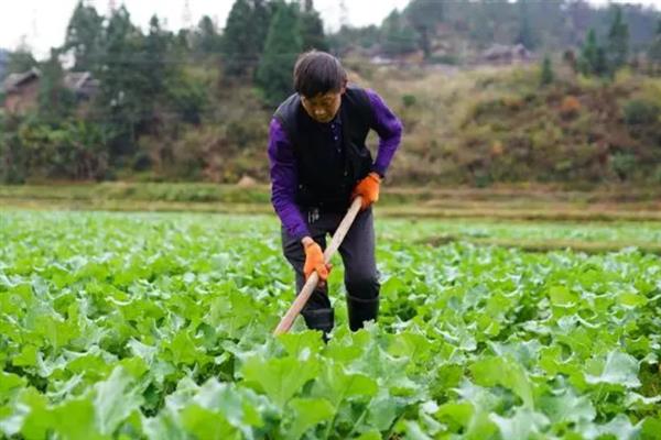 油菜僵苗怎么办，采取的措施因发生原因而异