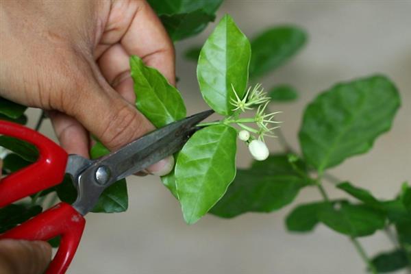 茉莉花开花后的修剪方法，枯枝、病弱枝都要剪除