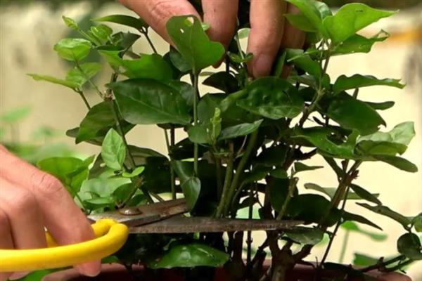 茉莉花开花后的修剪方法，枯枝、病弱枝都要剪除