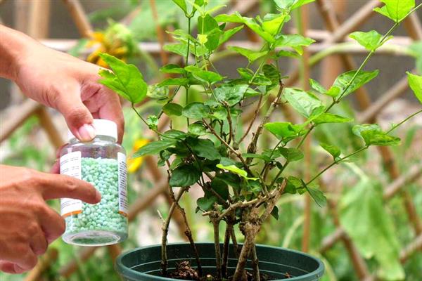 茉莉花开花后的修剪方法，枯枝、病弱枝都要剪除