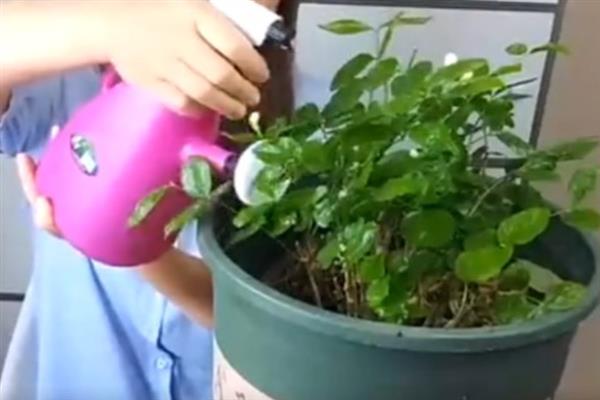 茉莉花开花后的修剪方法，枯枝、病弱枝都要剪除