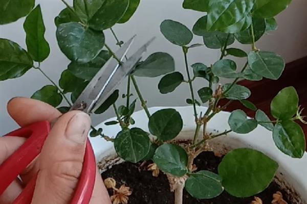 茉莉花开花后的修剪方法，枯枝、病弱枝都要剪除