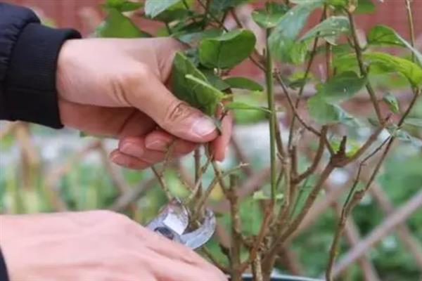 茉莉花开花后的修剪方法，枯枝、病弱枝都要剪除