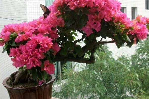 叶子花的养殖方法，春秋季节每隔2-3天浇一次水